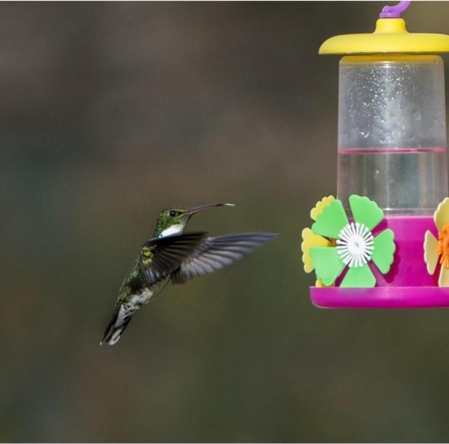 El Colibri Cabanas De La Naturaleza Trelew Exteriér fotografie